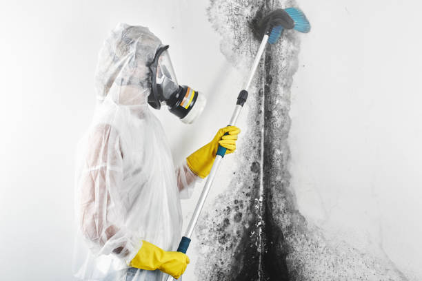 Best Black Mold Removal  in New Albany, IN