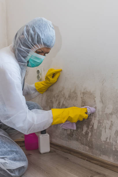 Best Biohazard Mold Removal  in New Albany, IN